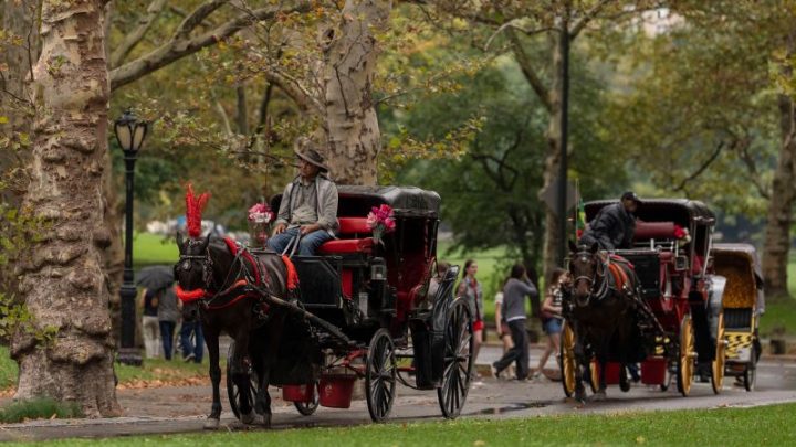 Facing a ban on horse-drawn carriages, Central Park’s drivers fear for their future