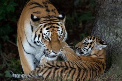 Man dies after entering tiger enclosure at UK wildlife park, police say