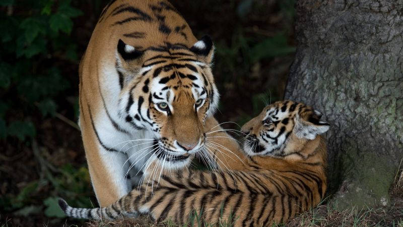 Man dies after entering tiger enclosure at UK wildlife park, police say