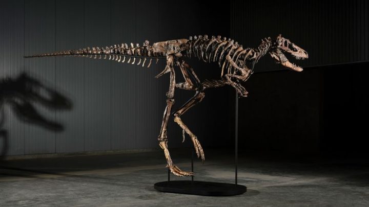 Rare Nanotyrannus sells at auction for $47.3 million, becoming second most valuable fossil ever