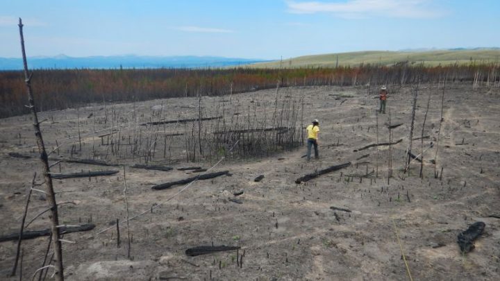 Why even resilient forests are struggling to regrow after wildfires