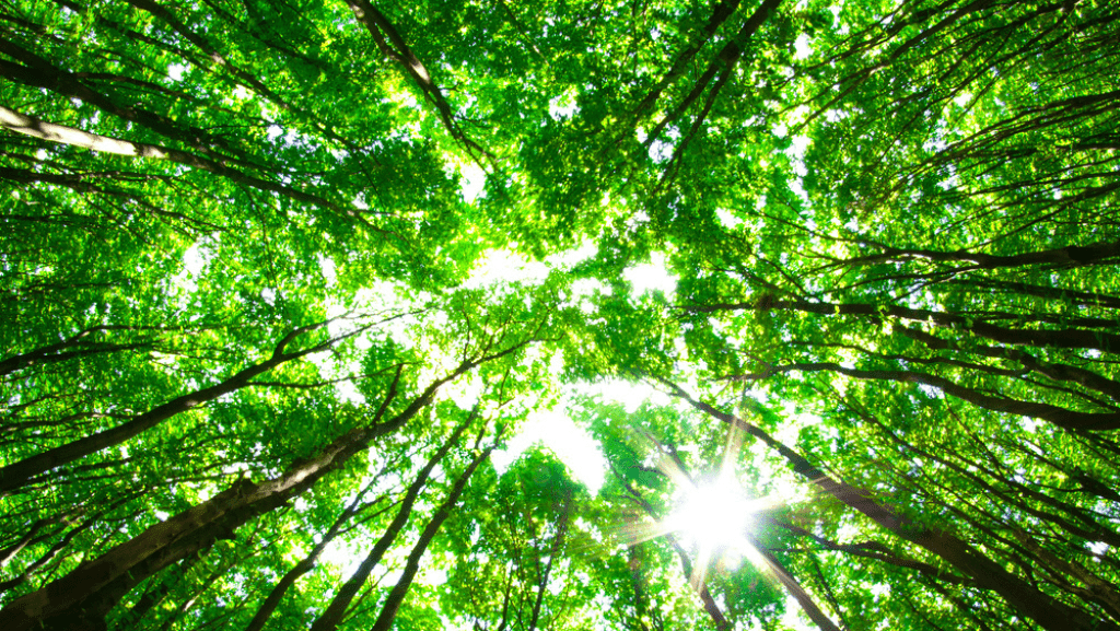 The Secret Life of Trees