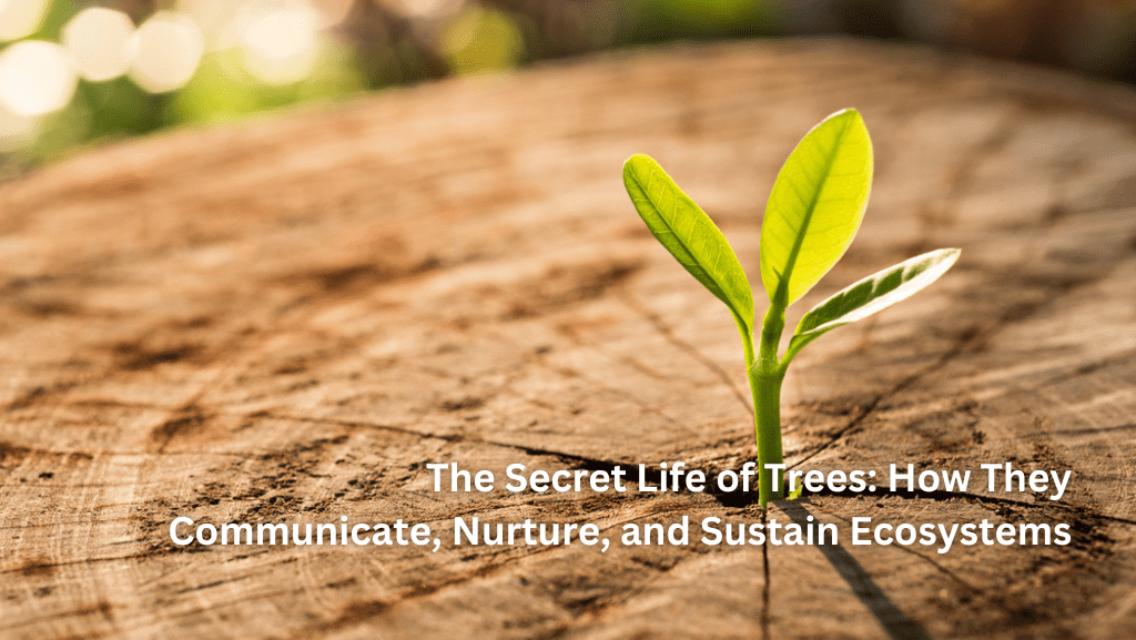 The Secret Life of Trees