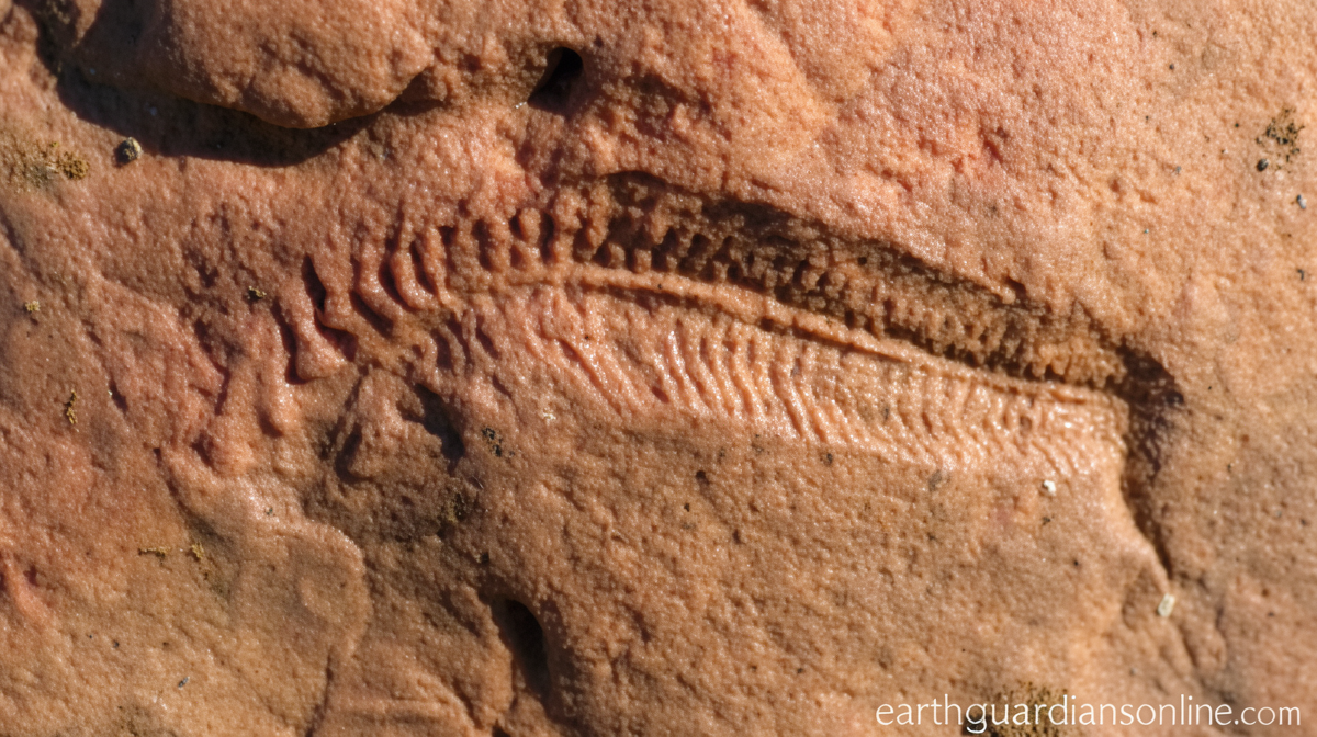 Fossils reveal the earliest animal with a head was also the oldest known ‘righty’