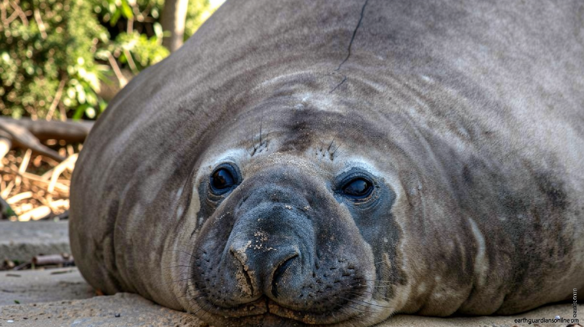 This chaotic 2,000-pound seal has returned to sea – but leaves behind a conundrum