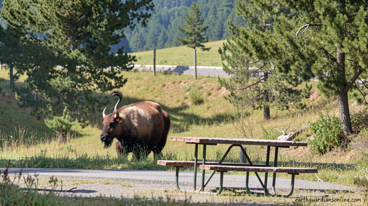 Grandfather recovering from surgery after bison attack at Yellowstone sent him flying