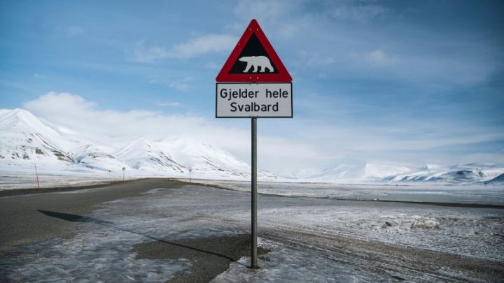 Person fined $5,000 for using foghorn to disturb sleeping polar bear