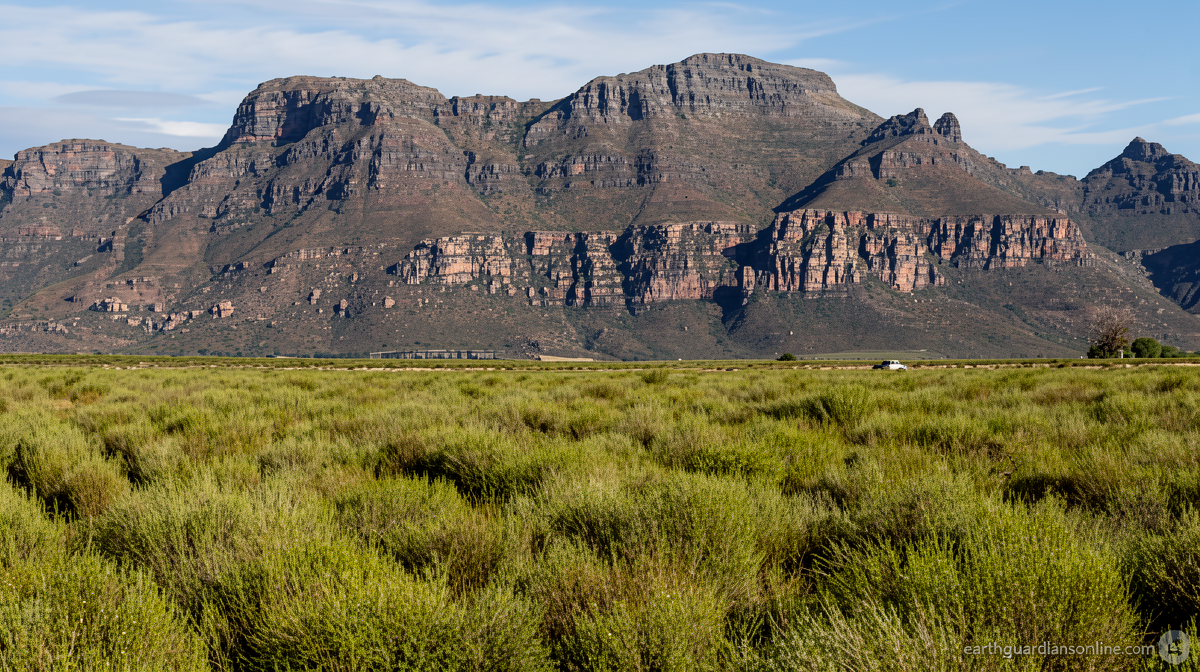 How a unique South African plant became a global tea sensation