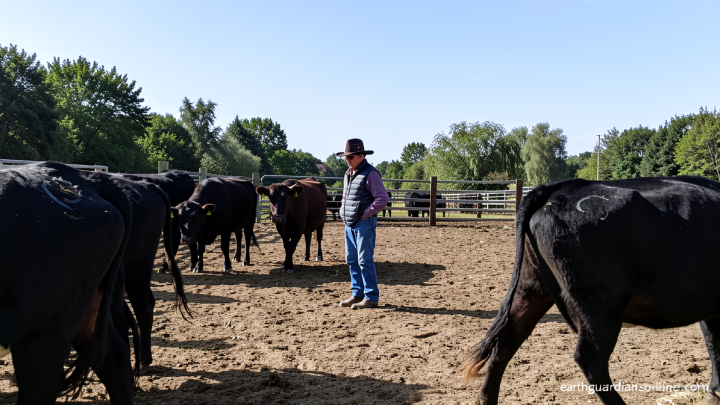 Screwworm is squeezing ranchers on both sides of the border