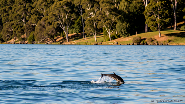 A dolphin saved its founder 4,000 years ago. Now this city is returning the favor