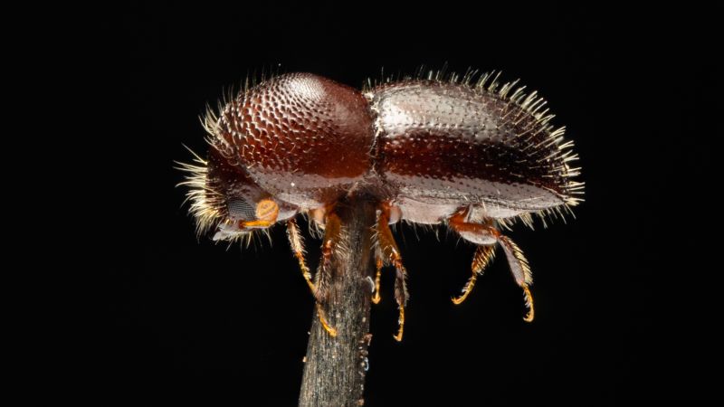 This ‘perfect invader’ is spreading across the world. It’s costing economies billions